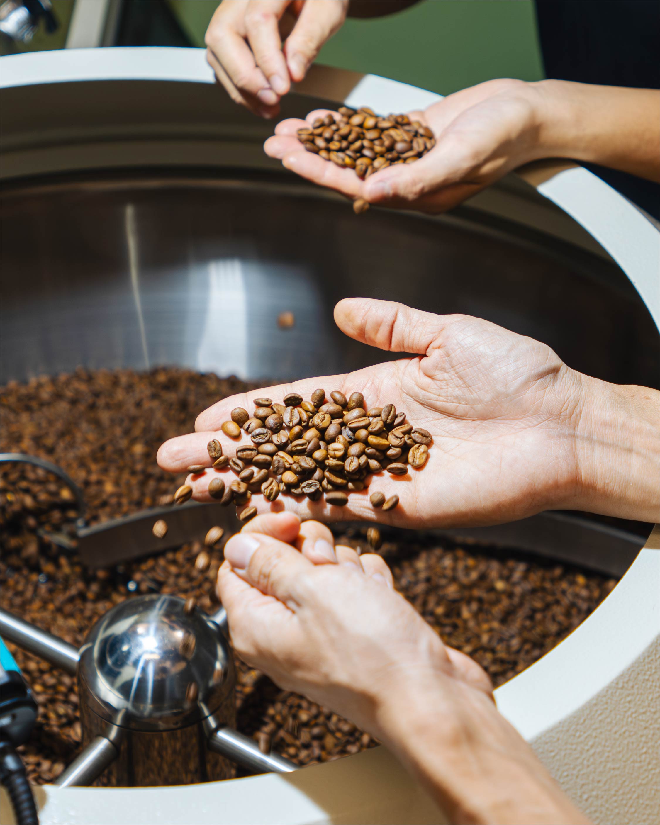 Hands holding roasted coffee beans with a coffee roasting machine in Nine Lives Coffee Roasters